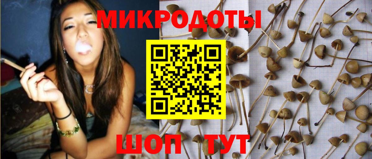Псилоцибиновые грибы мицелий Конаково